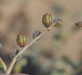 Helianthemum lippii