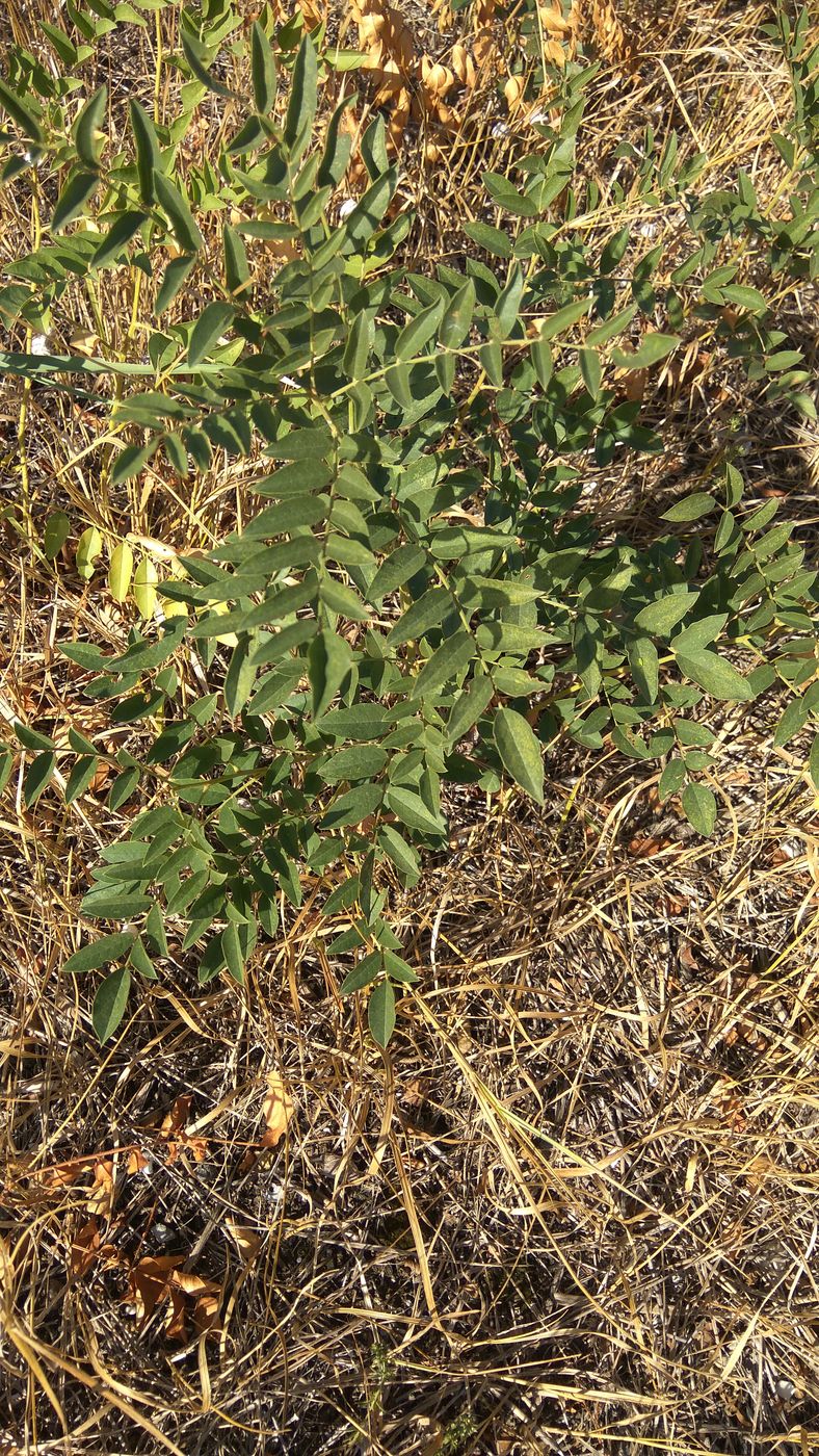 Image of genus Glycyrrhiza specimen.