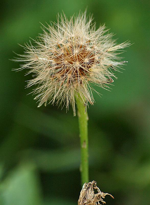 Image of Scorzoneroides autumnalis specimen.