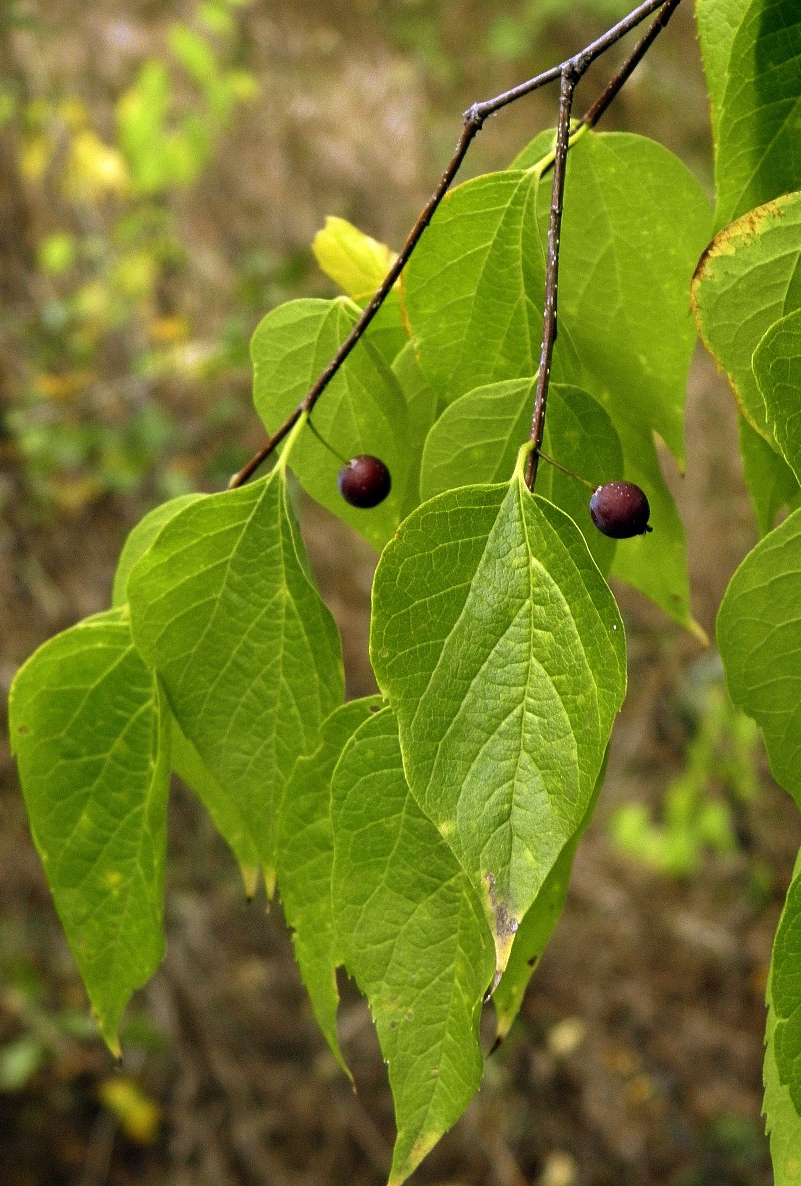 Изображение особи Celtis occidentalis.