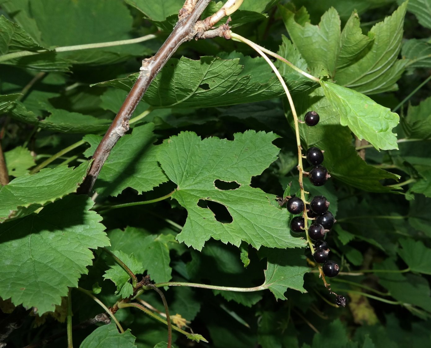 Изображение особи Ribes biebersteinii.