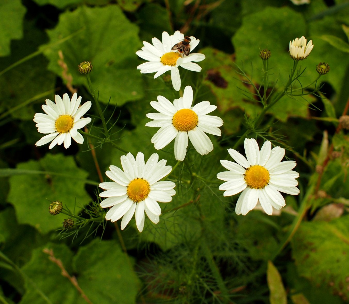 Image of Tripleurospermum inodorum specimen.