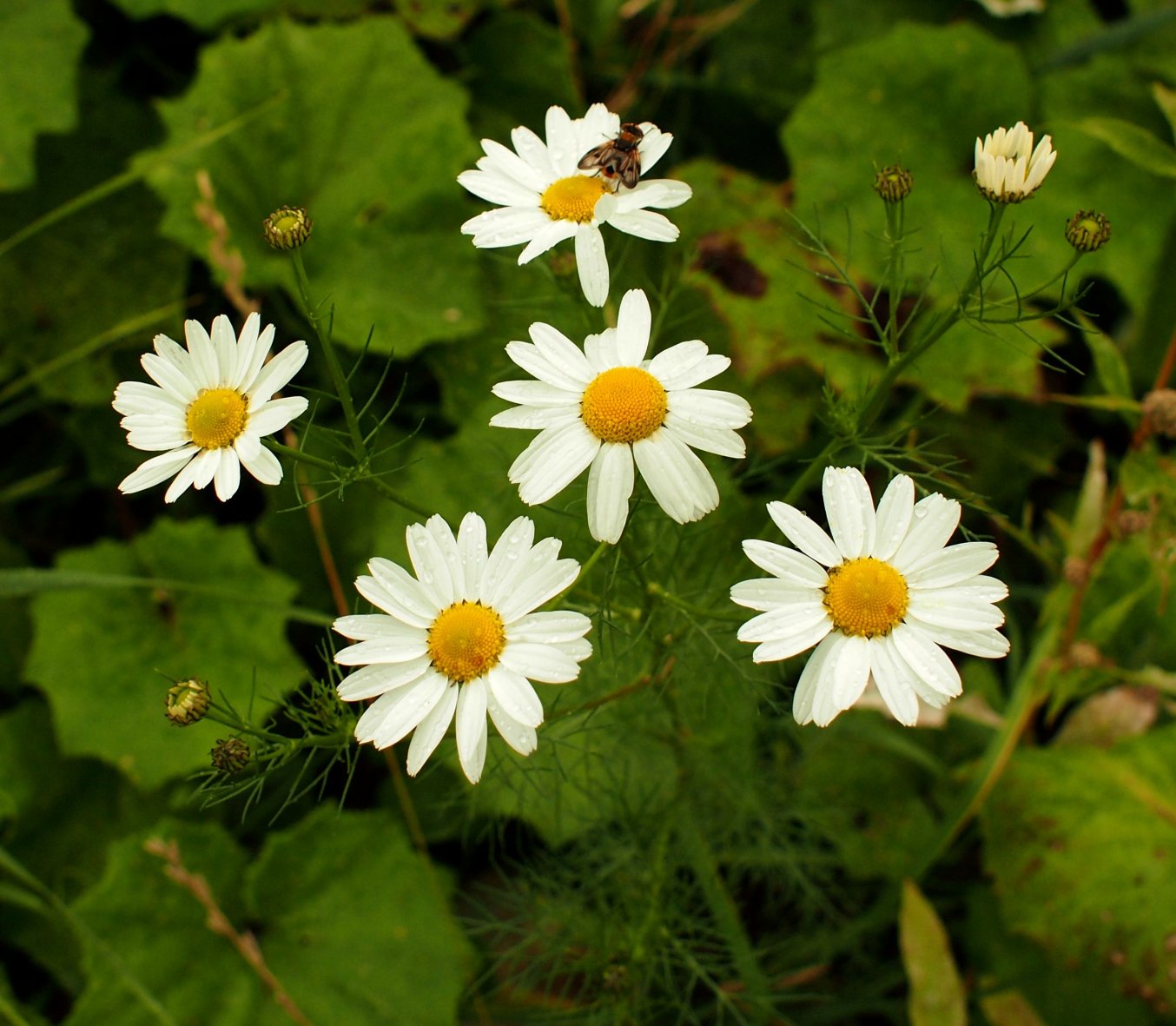 Изображение особи Tripleurospermum inodorum.