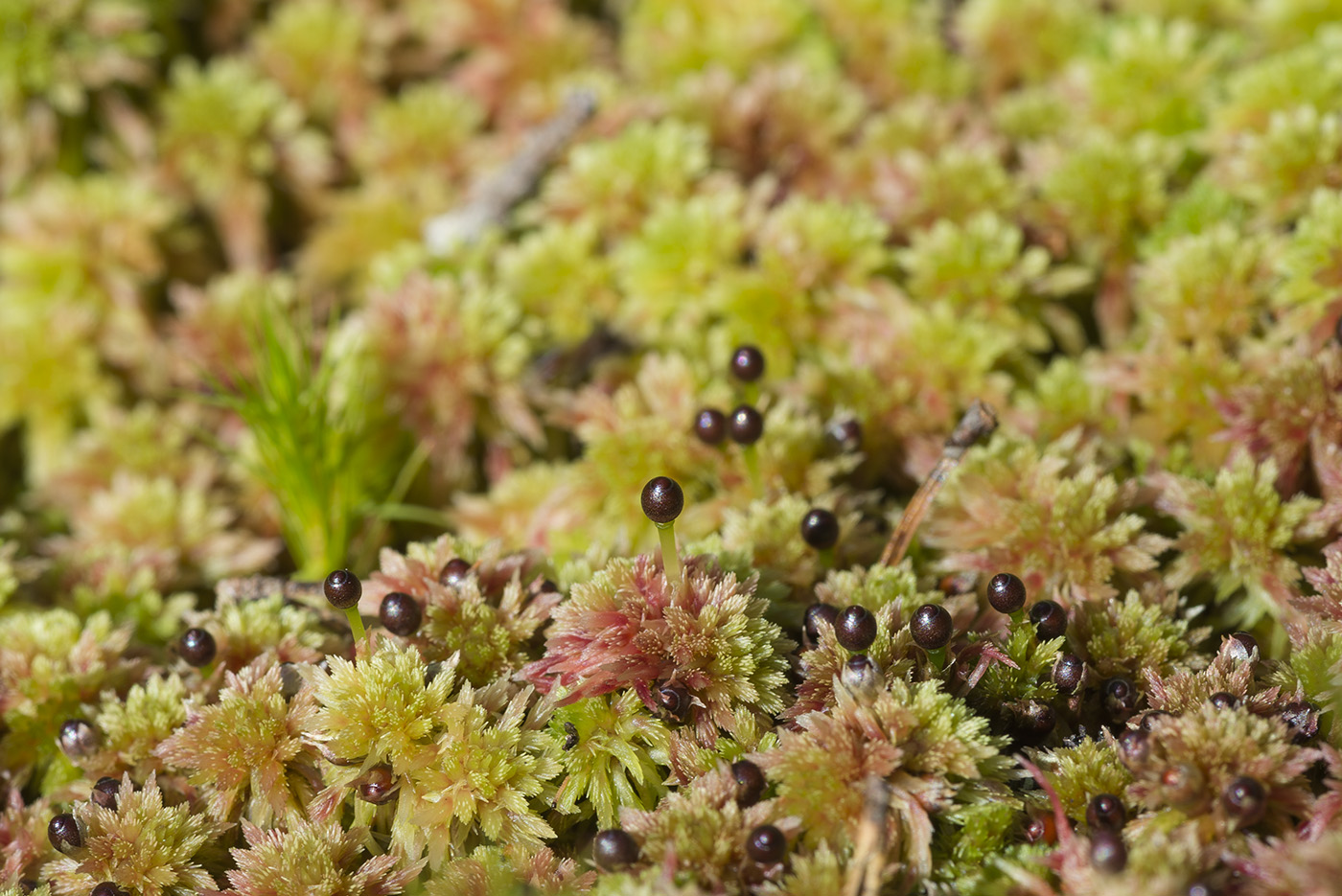 Изображение особи Sphagnum capillifolium.