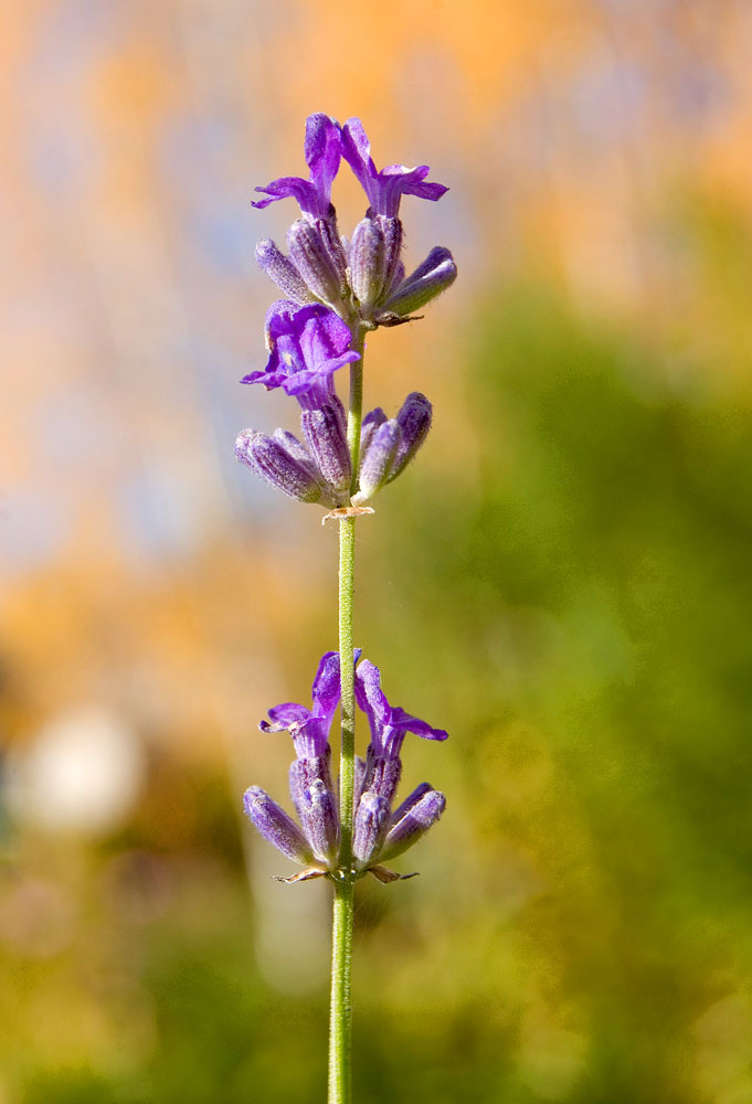 Image of Lavandula angustifolia specimen.