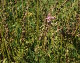 Onobrychis viciifolia