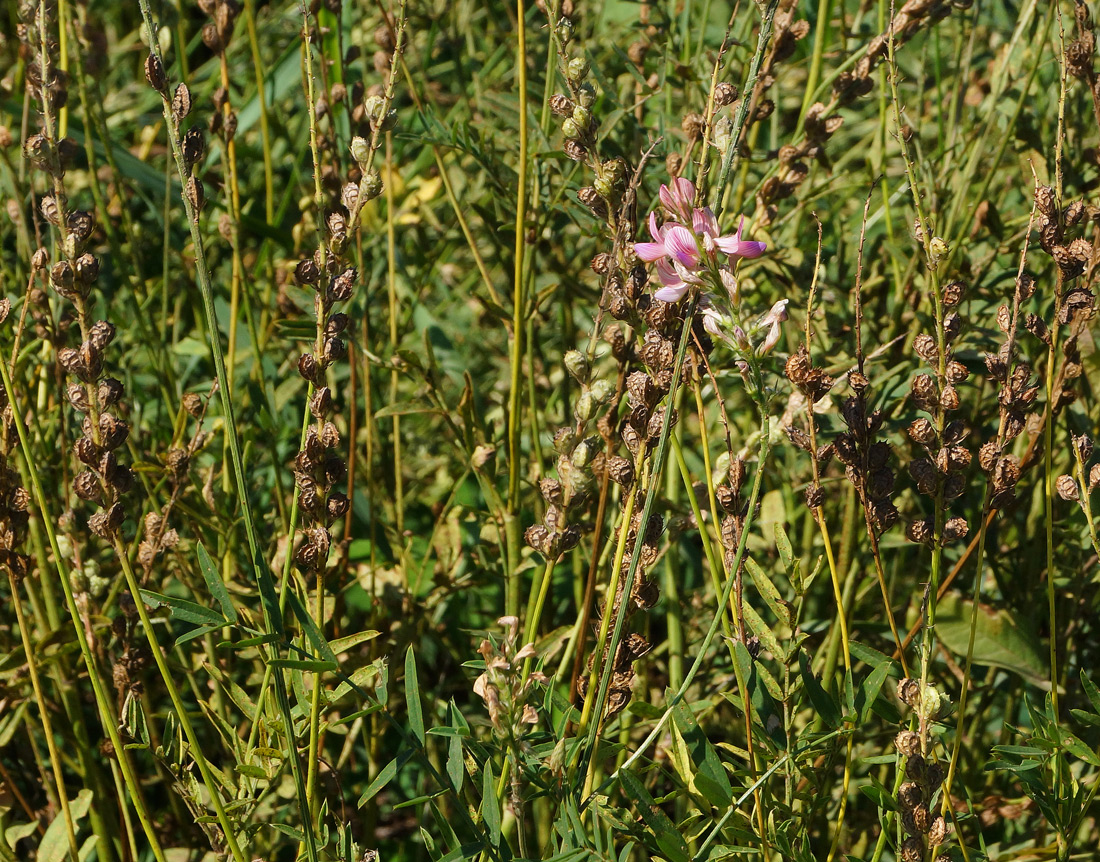 Изображение особи Onobrychis viciifolia.