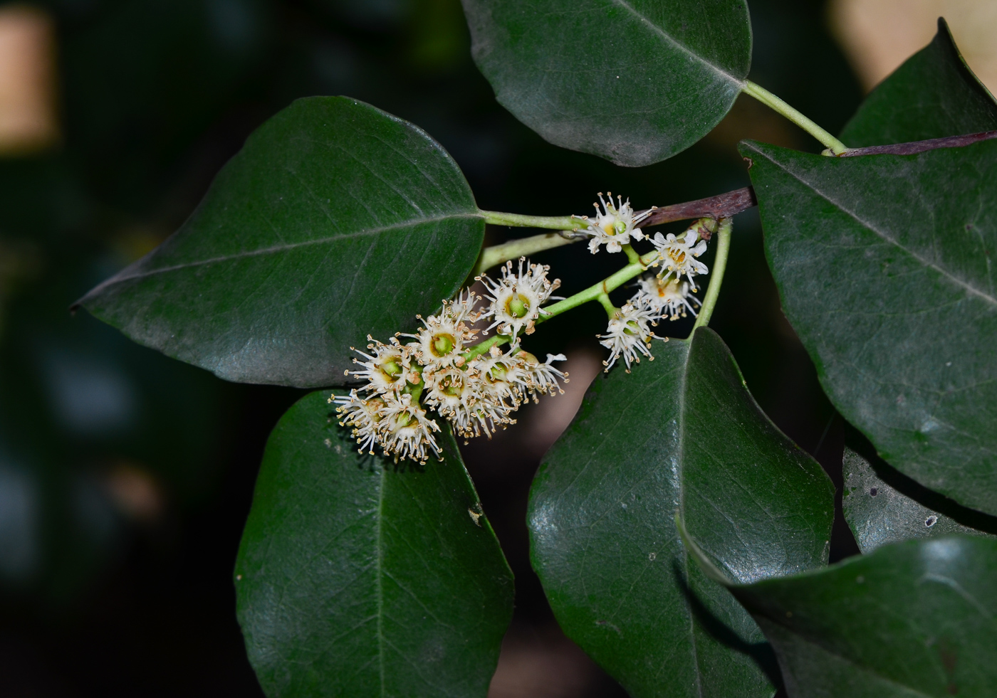 Изображение особи Lauro-cerasus lyonii.