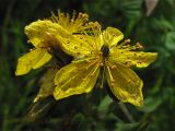 Hypericum alpigenum