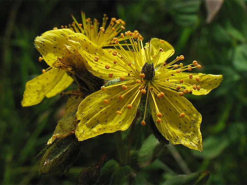 Image of Hypericum alpigenum specimen.
