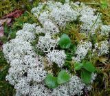 Cladonia