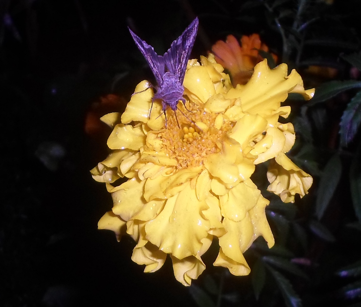 Image of Tagetes erecta specimen.