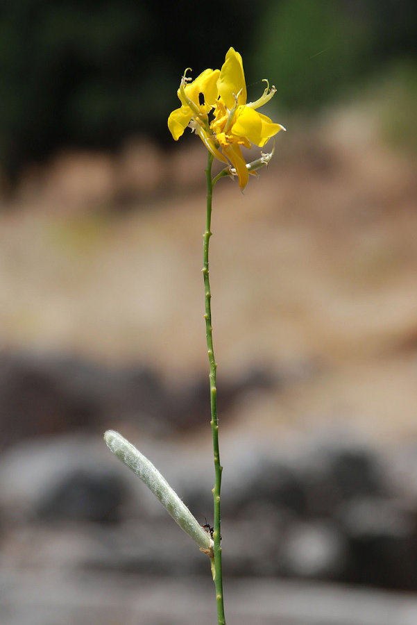 Image of Spartium junceum specimen.