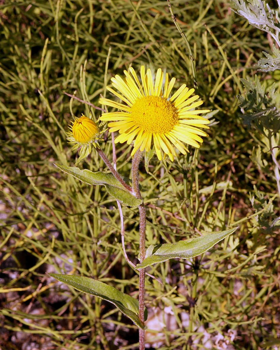 Изображение особи Inula britannica.