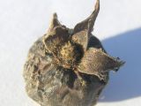 Image of taxon representative. Author is Сергей Банкетов