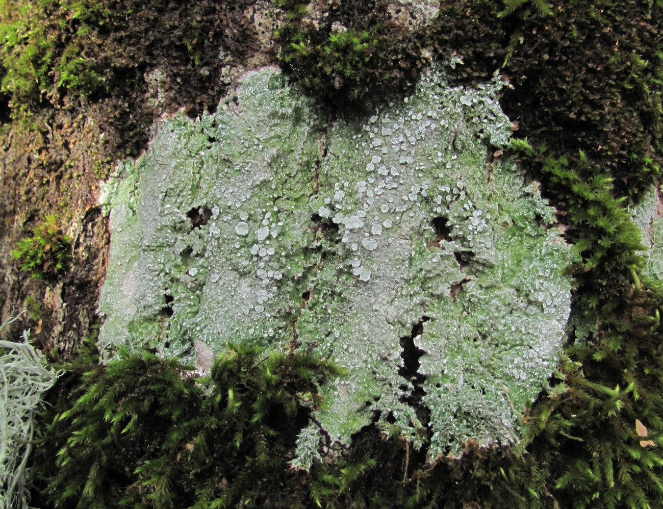 Image of genus Pertusaria specimen.