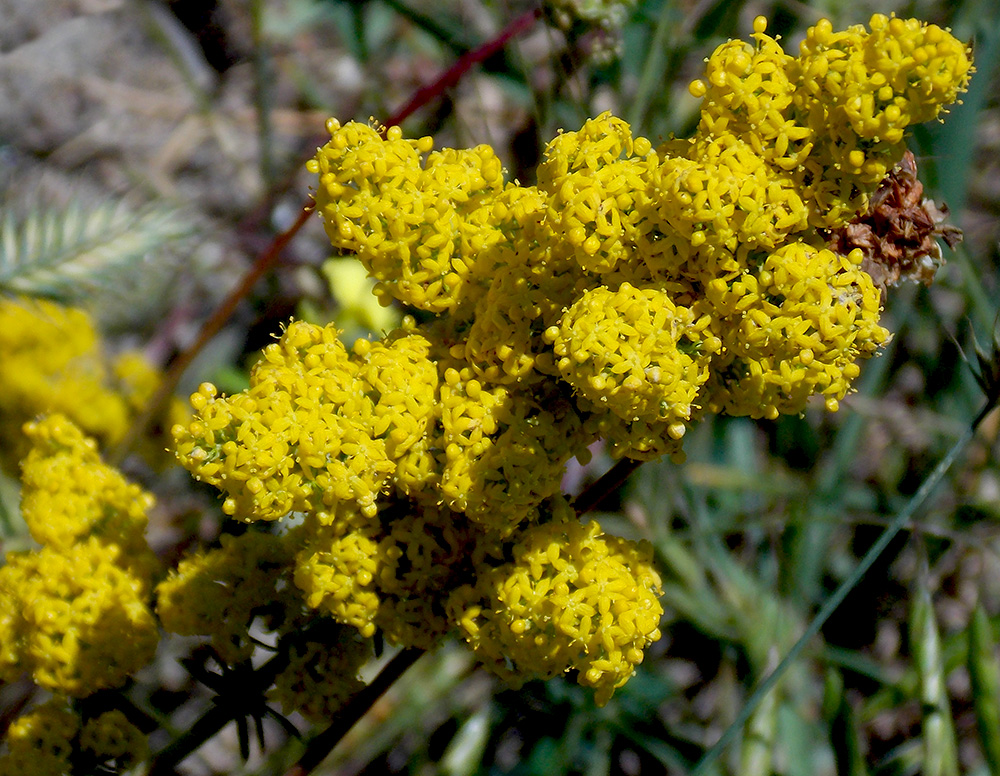 Изображение особи Galium verum.