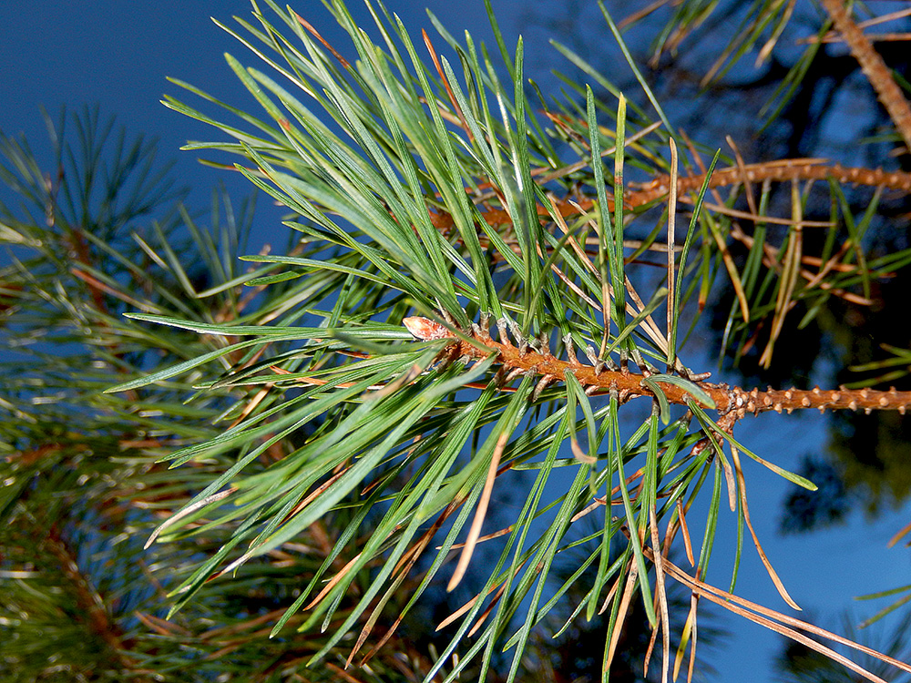 Image of Pinus sylvestris ssp. hamata specimen.