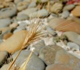 Hordeum geniculatum