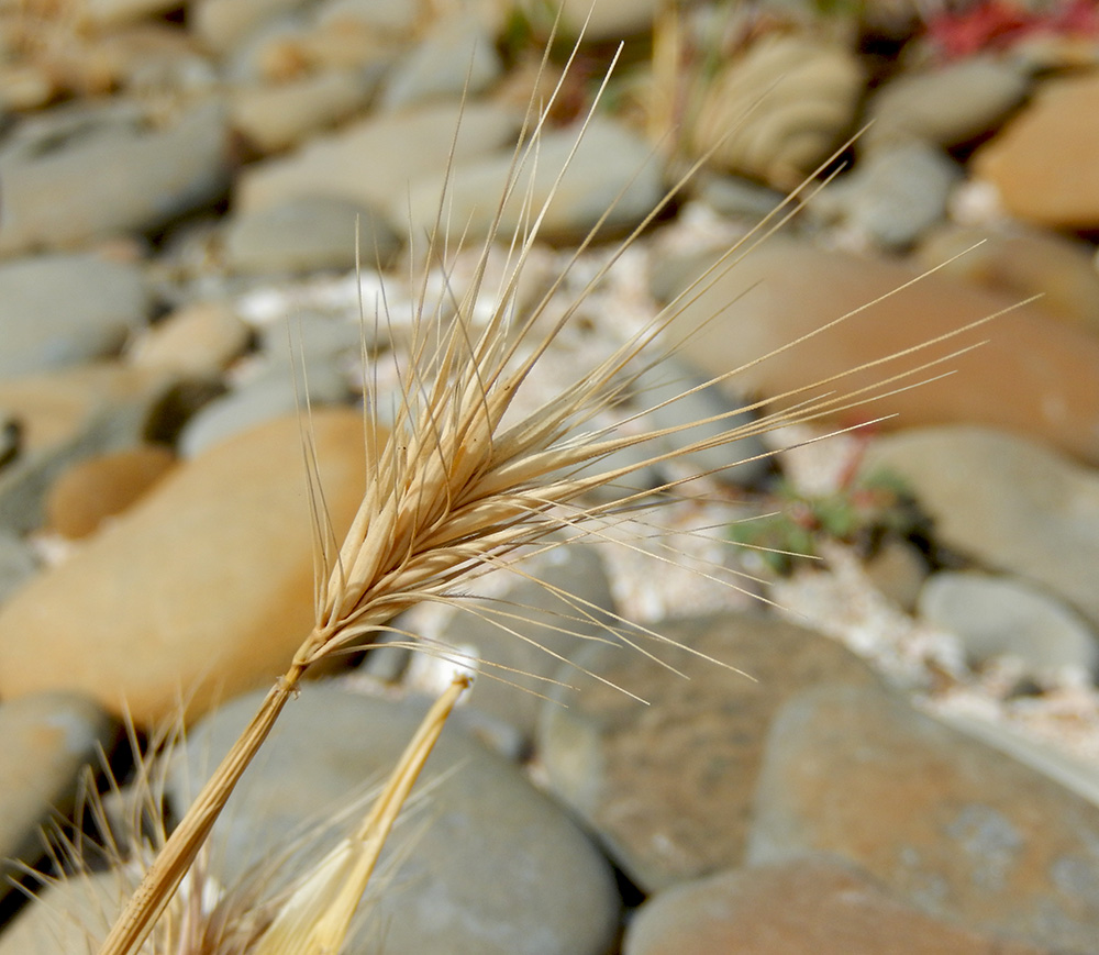 Изображение особи Hordeum geniculatum.