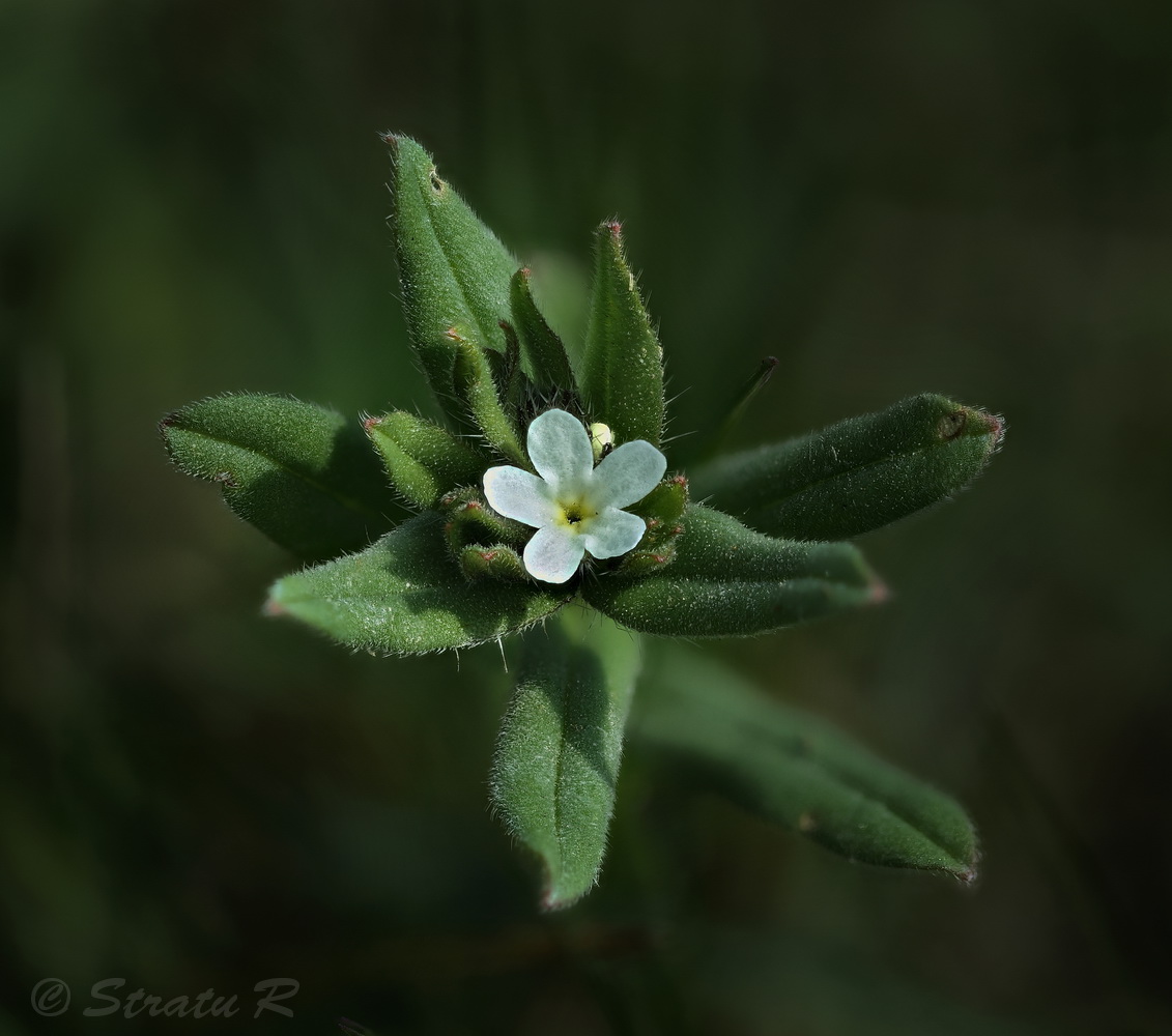 Image of Buglossoides arvensis specimen.