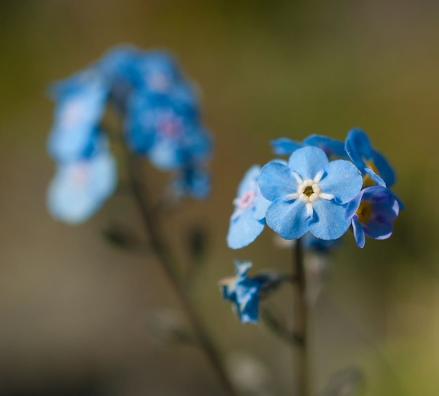 Изображение особи Myosotis austrosibirica.