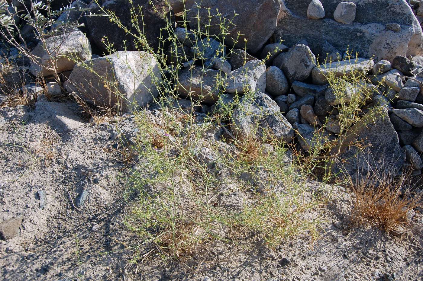 Image of Fagonia indica specimen.