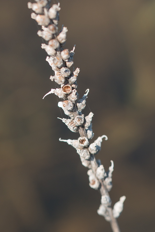 Изображение особи род Plantago.