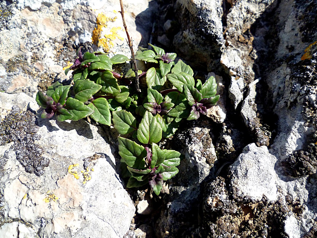 Image of Ziziphora villosa specimen.