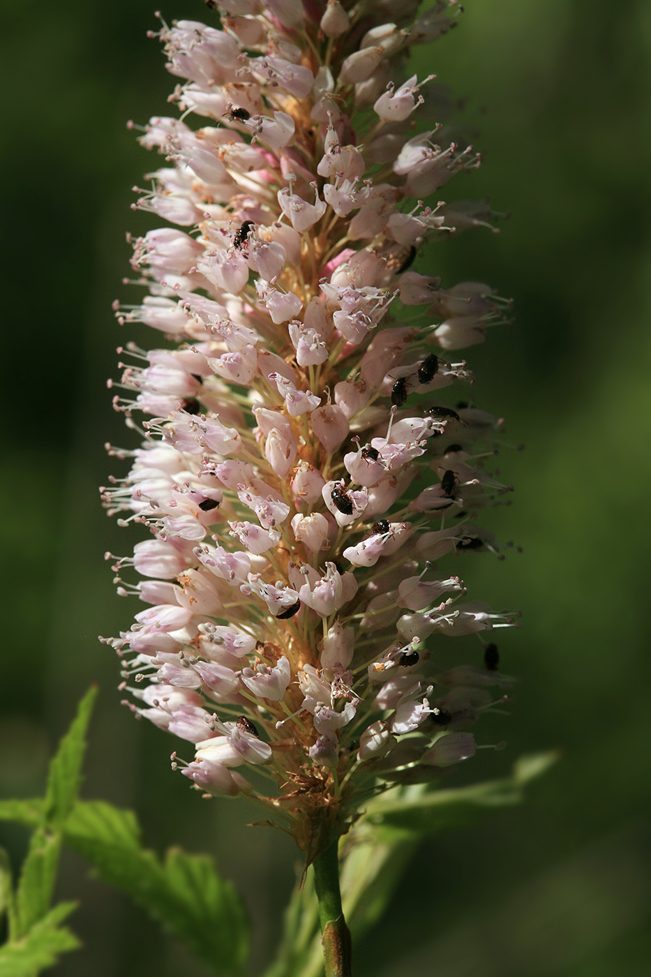 Изображение особи Bistorta officinalis.