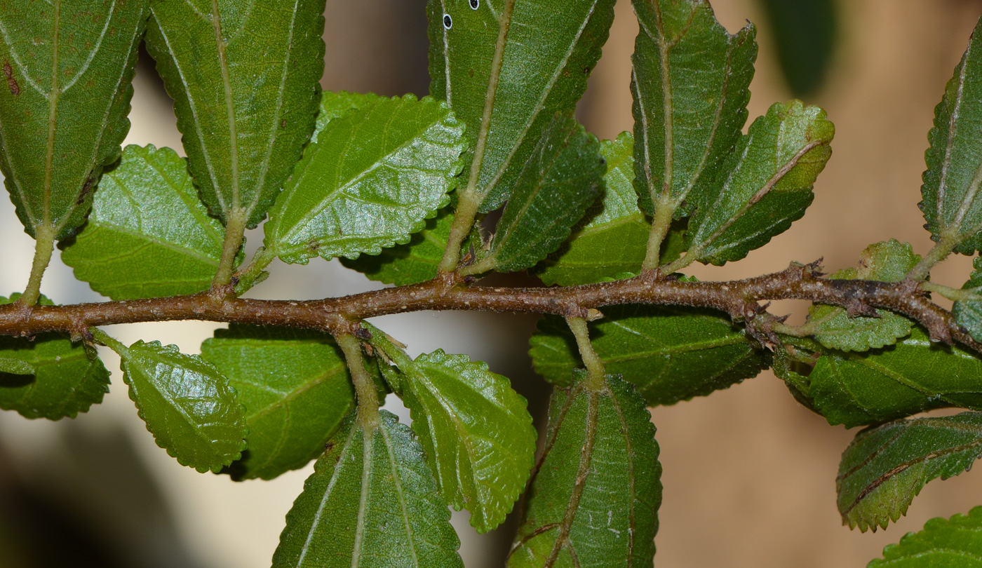 Изображение особи Grewia occidentalis.