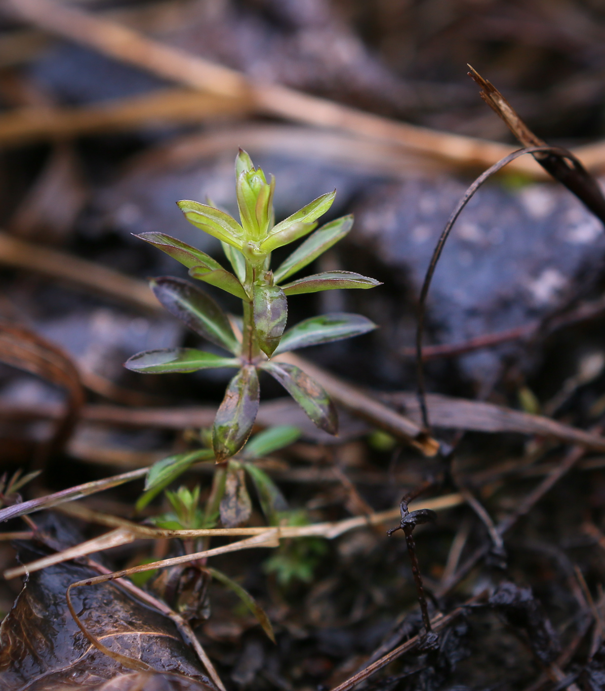 Изображение особи род Galium.