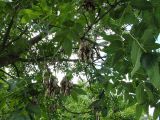 Fraxinus excelsior. Ветви со зрелыми плодами. Польша, Подляское воеводство, окр. Нарвянского национального парка. 25.06.2009.