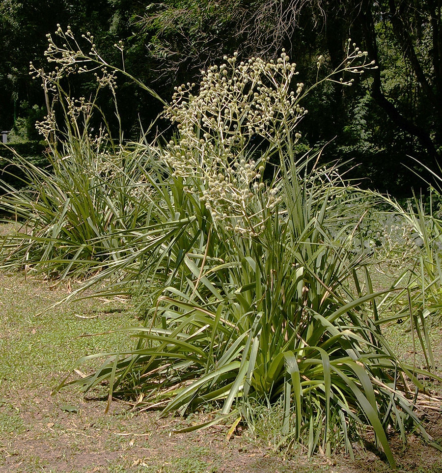 Изображение особи Eryngium paniculatum.