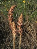 Orobanche rapum-genistae. Цветущие растения. Нидерланды, провинция Limburg, рудеральное местообитание у железнодорожной станции Mook-Molenhoek; паразитирует на Sarothamnus (Cytisus) scoparius. 12 июня 2010 г.