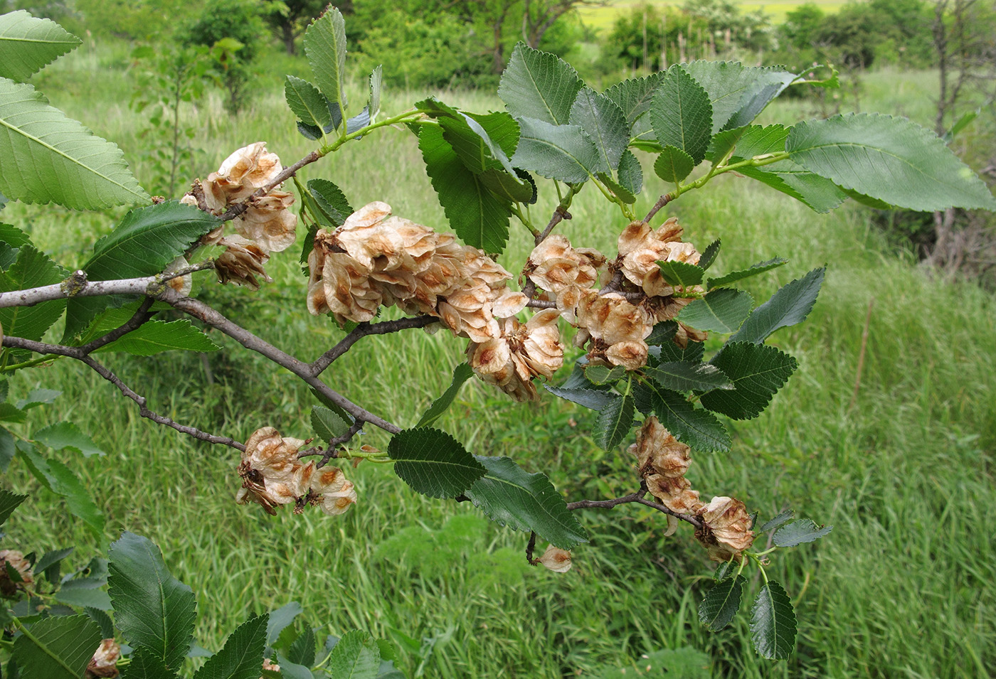 Image of Ulmus minor specimen.