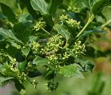 Euonymus europaeus