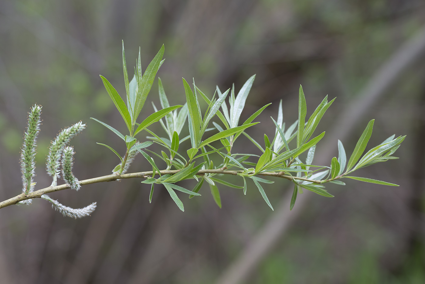 Изображение особи Salix viminalis.