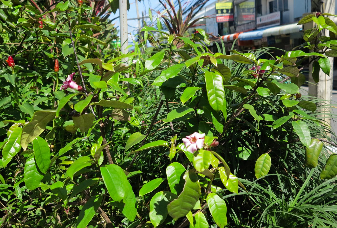 Изображение особи Strophanthus gratus.