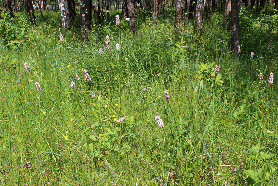 Изображение особи Bistorta officinalis.