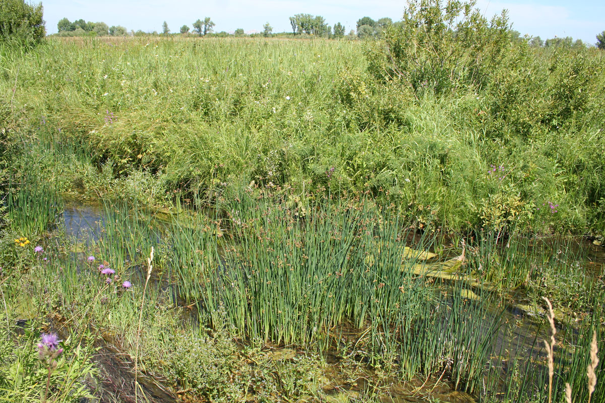 Image of Schoenoplectus lacustris specimen.