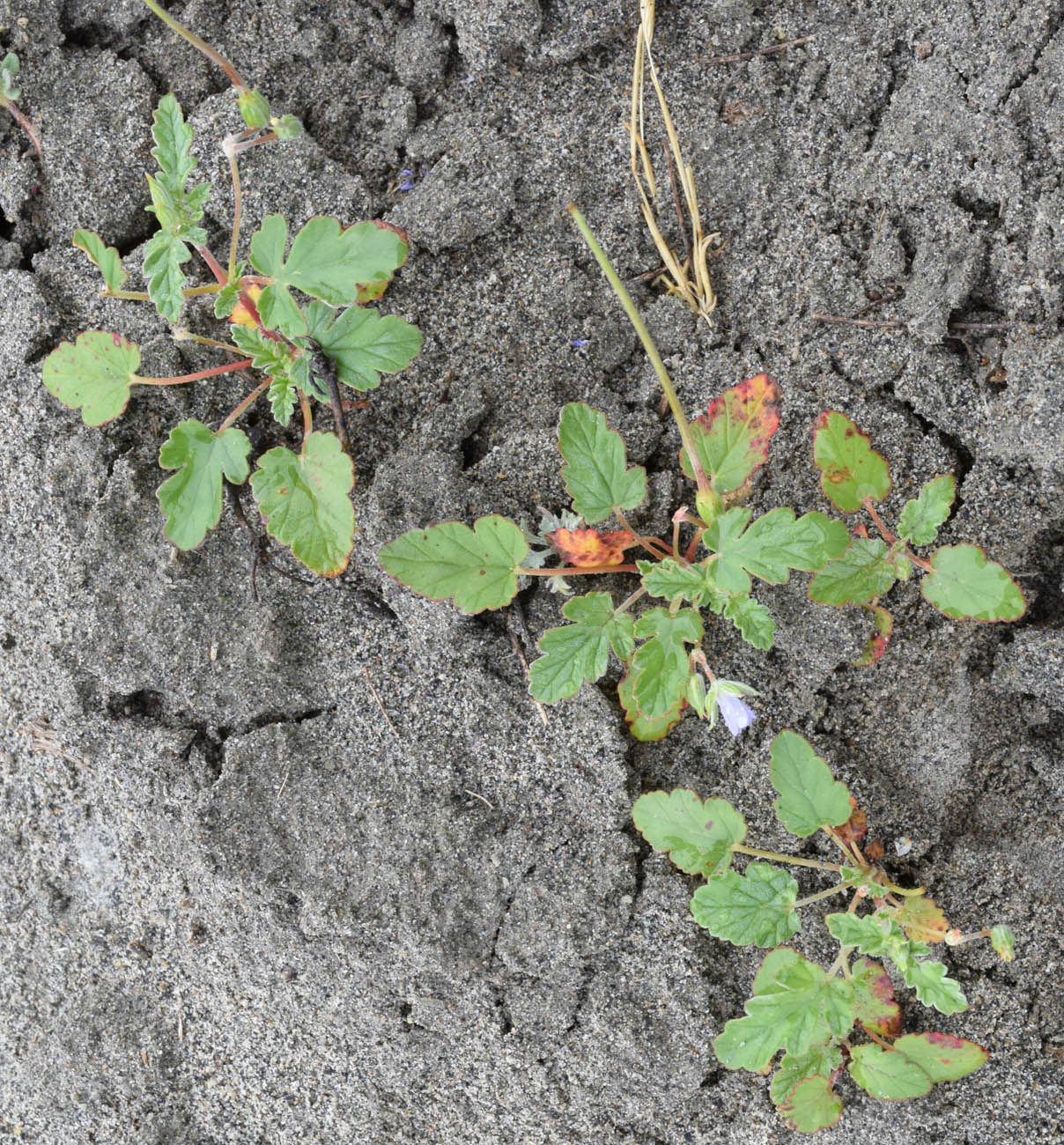 Image of Erodium oxyrhynchum specimen.