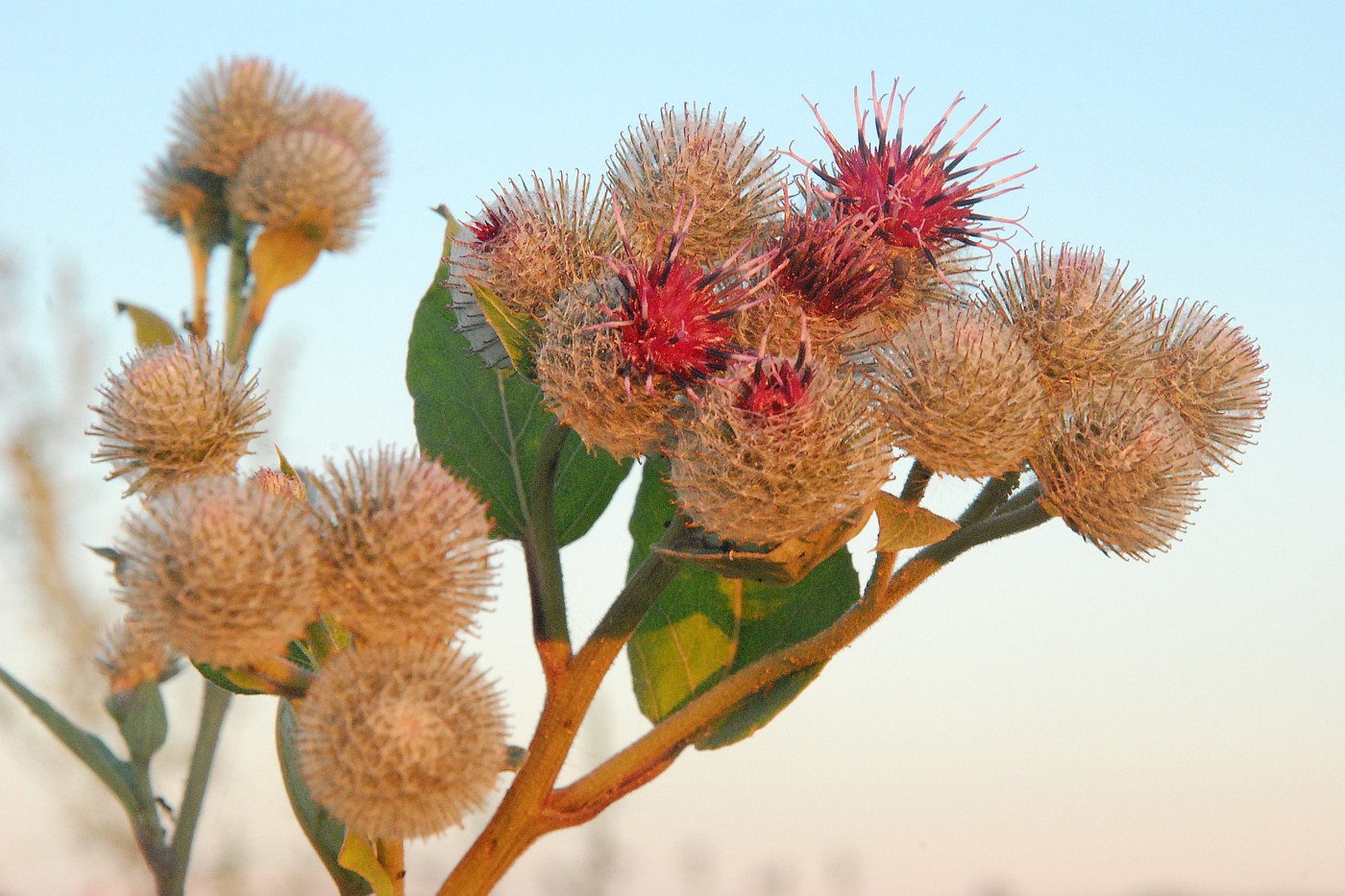 Изображение особи Arctium tomentosum.