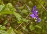 Delphinium consolida. Верхушка цветущего побега. Пермский край, Берёзовский р-н, долина р. Шаква ниже с. Рыжково, склон Татарской горы. 5 августа 2017 г.