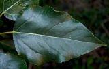 Populus balsamifera