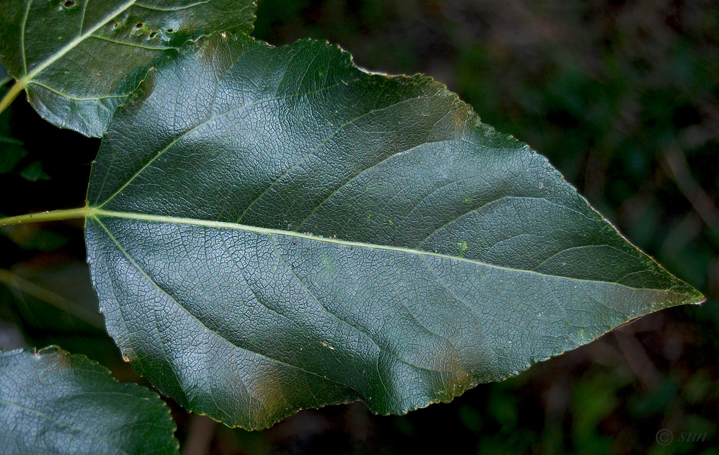 Изображение особи Populus balsamifera.