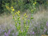 Solidago virgaurea. Верхушка расцветающего растения. Украина, Ивано-Франковская обл., Болеховский горсовет, Поляницкий сельсовет, Поляницкий региональный ландшафтный парк, луг на склоне горы Погар. 16.08.2017.