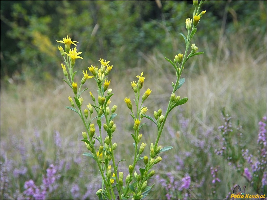 Image of Solidago virgaurea specimen.