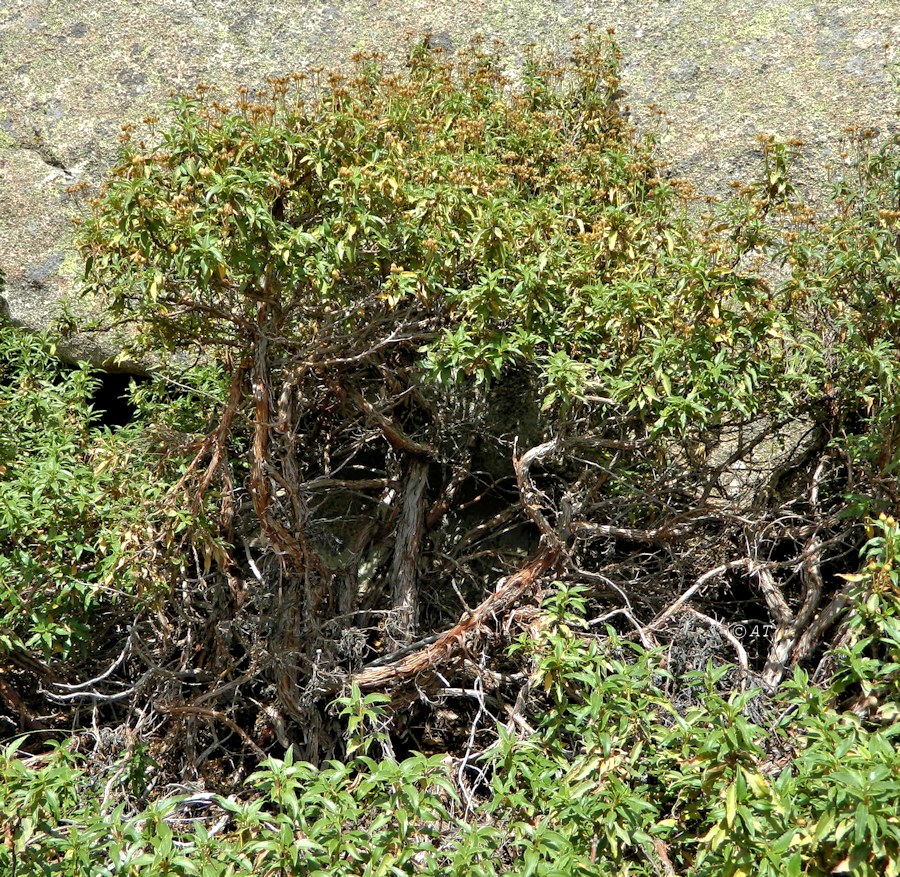 Image of Cistus laurifolius specimen.