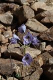 Delphinium brunonianum